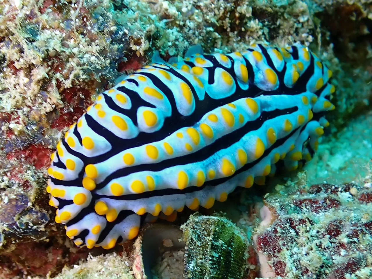 Mozambique underwater photography gallery image