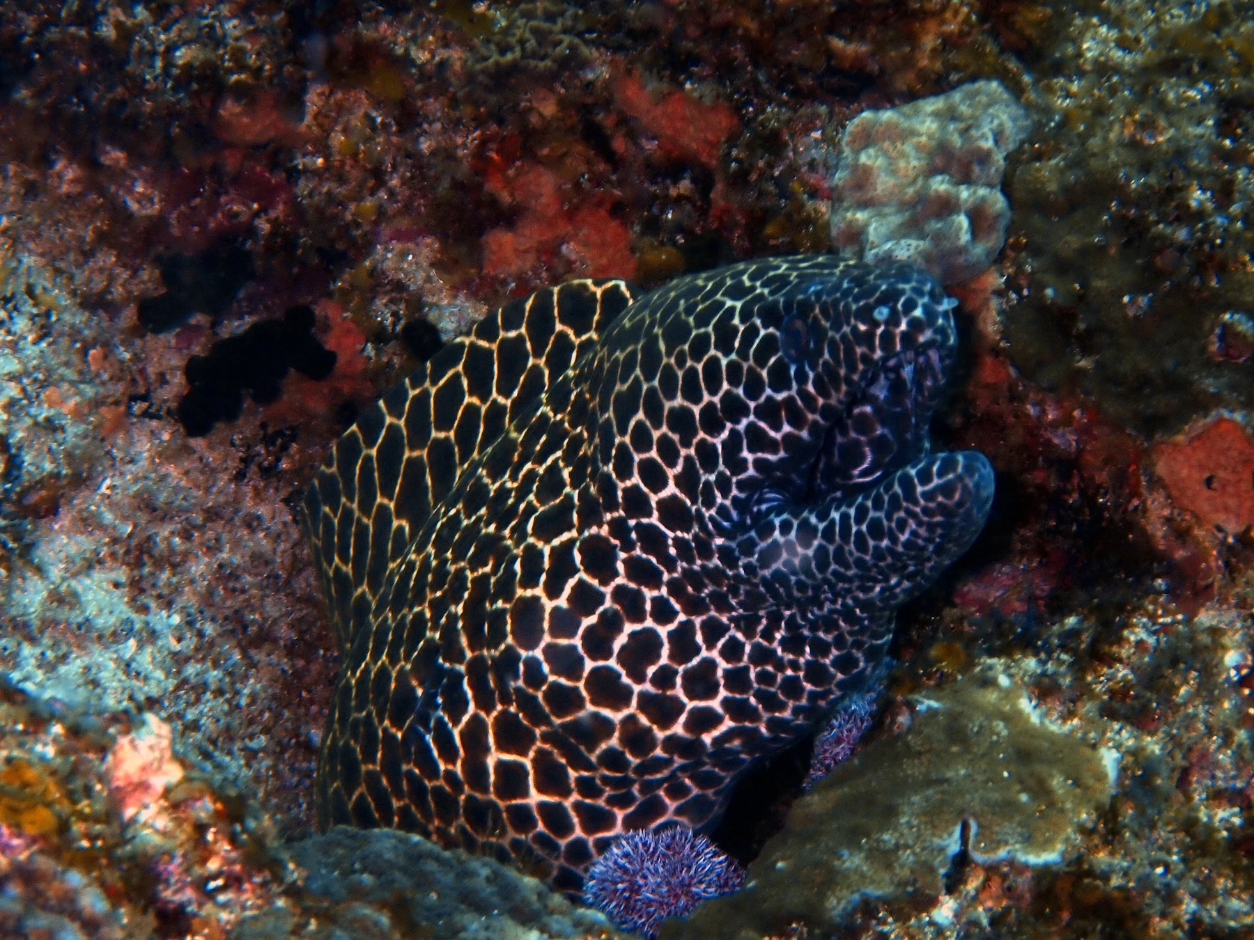 Mozambique underwater photography gallery image