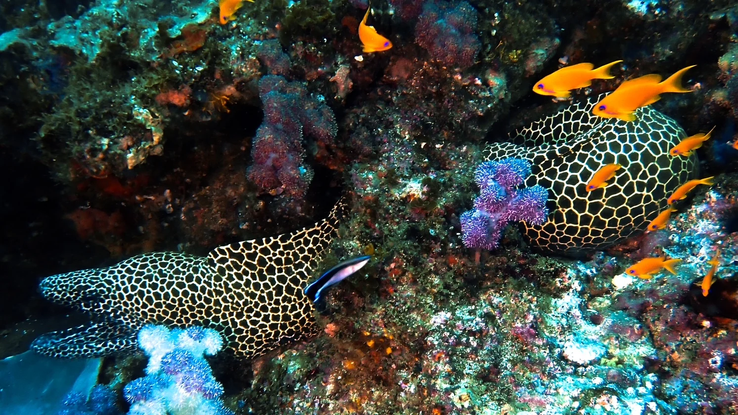 Mozambique underwater photography gallery image