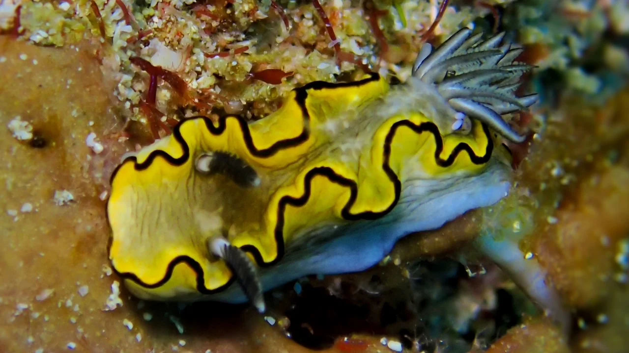 Mozambique underwater photography gallery image