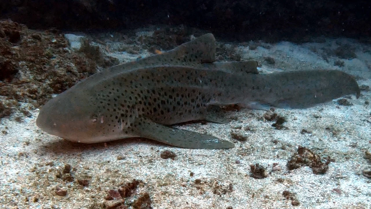 Mozambique underwater photography gallery image