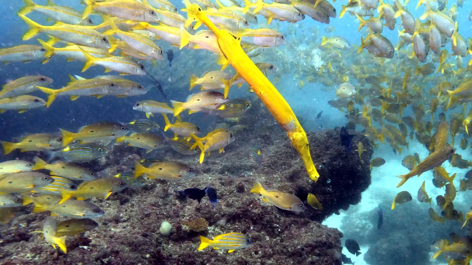 Yellow trumpetfish hunting among schooling reef fish on a Mozambique reef
