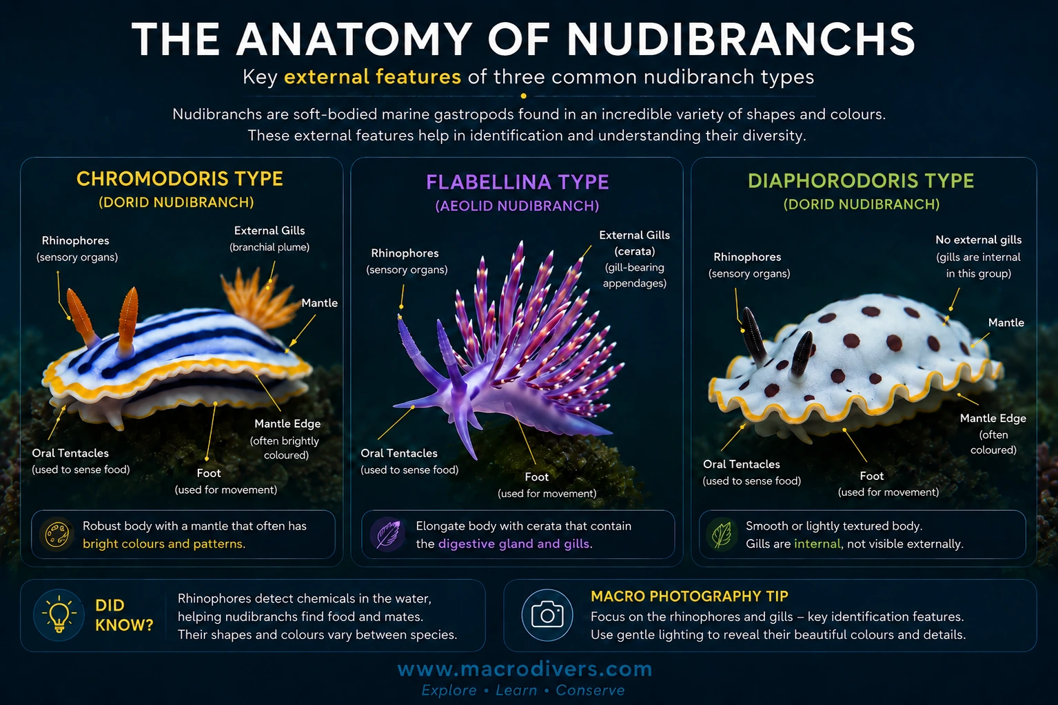Infographic showing the external anatomy of three common nudibranch types: Chromodoris, Flabellina and Diaphorodoris