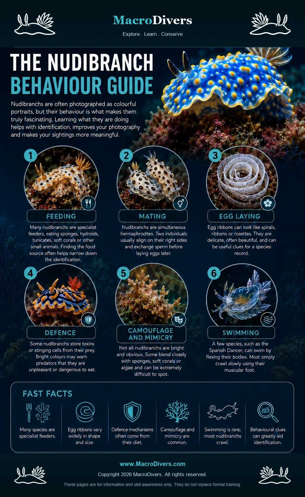 MacroDivers infographic showing nudibranch behaviour including feeding, mating, egg laying, defence, camouflage and mimicry, and swimming