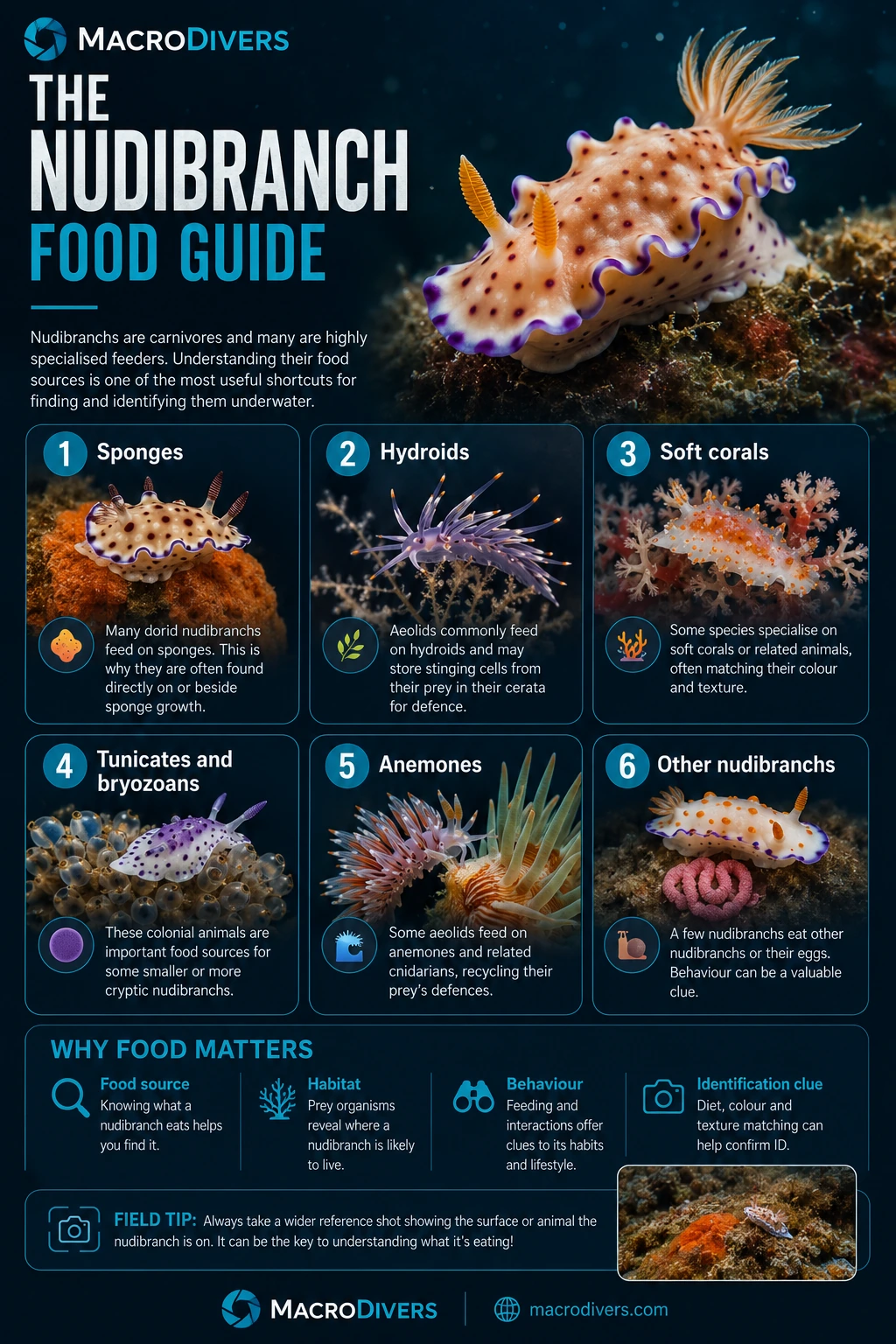 MacroDivers infographic showing nudibranch food sources including sponges, hydroids, soft corals, tunicates and bryozoans, anemones and other nudibranchs