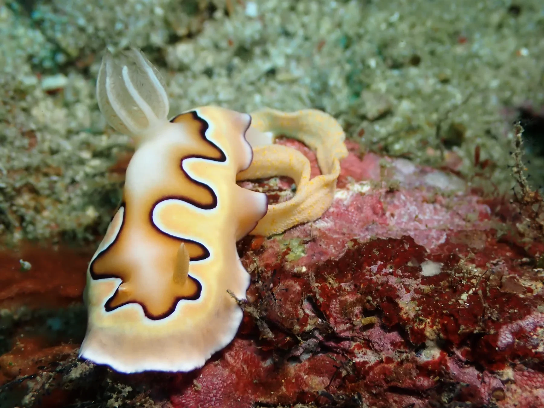 Nudibranch laying eggs