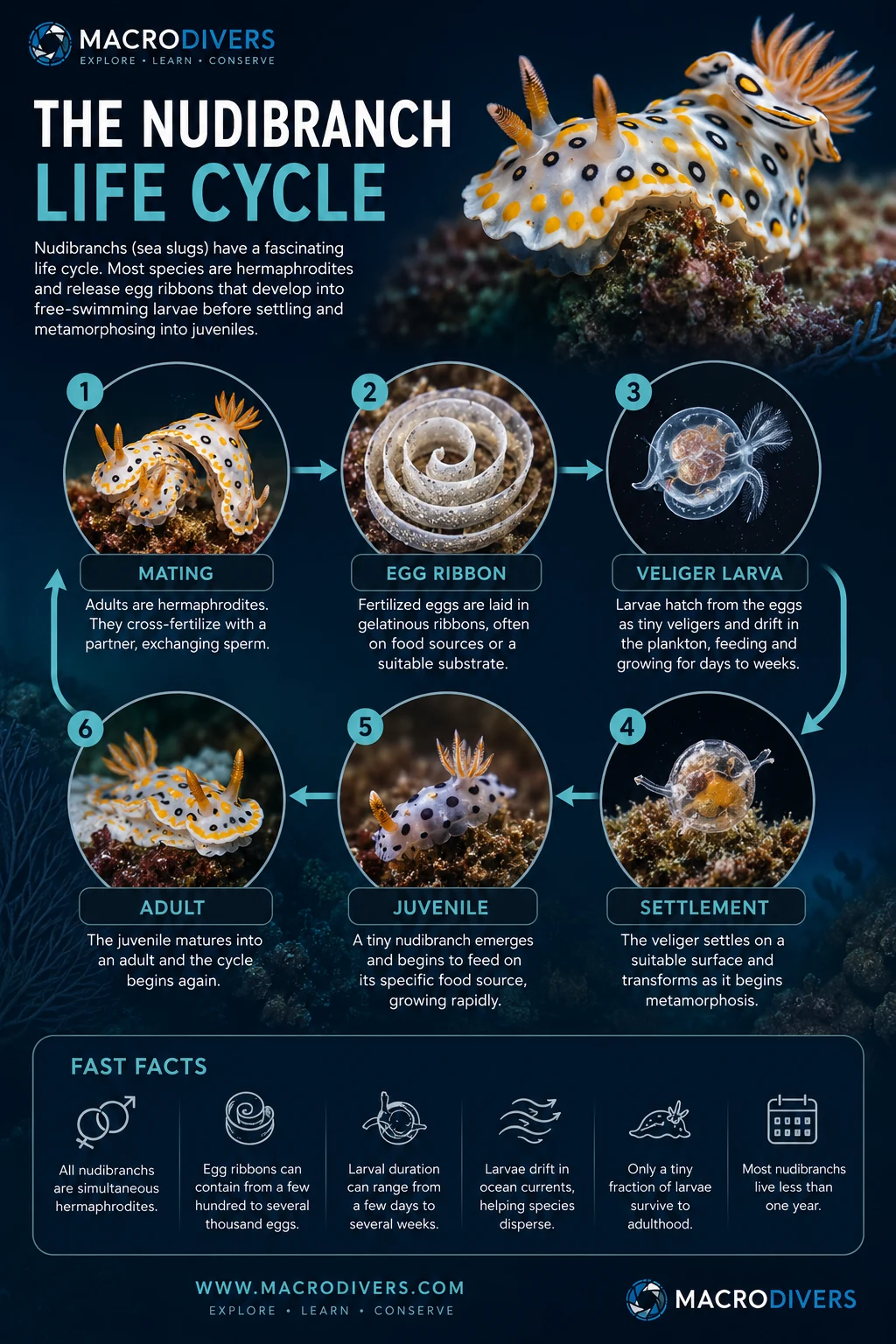 MacroDivers infographic showing the nudibranch life cycle from mating and egg ribbons to larvae, settlement, juveniles and adults