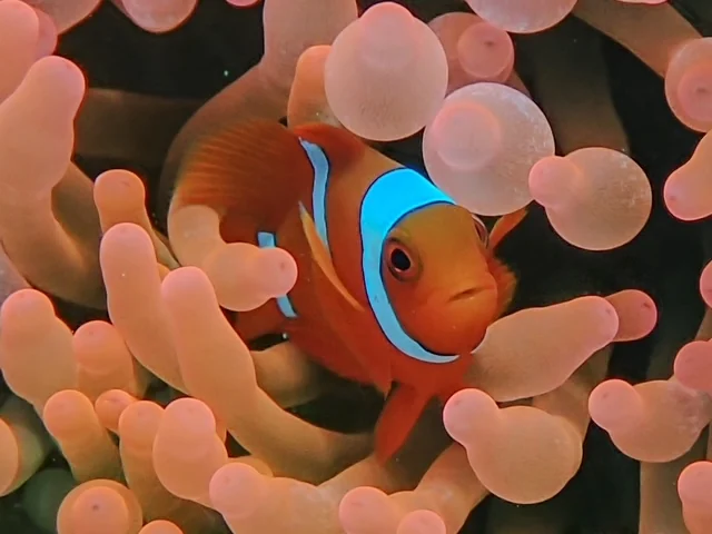 Raja Ampat underwater photography gallery image