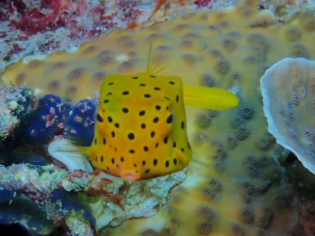 Raja Ampat underwater photography gallery image