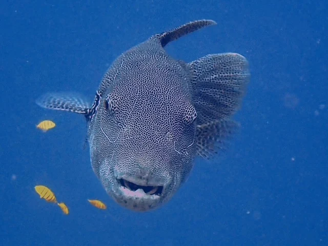 Raja Ampat underwater photography gallery image