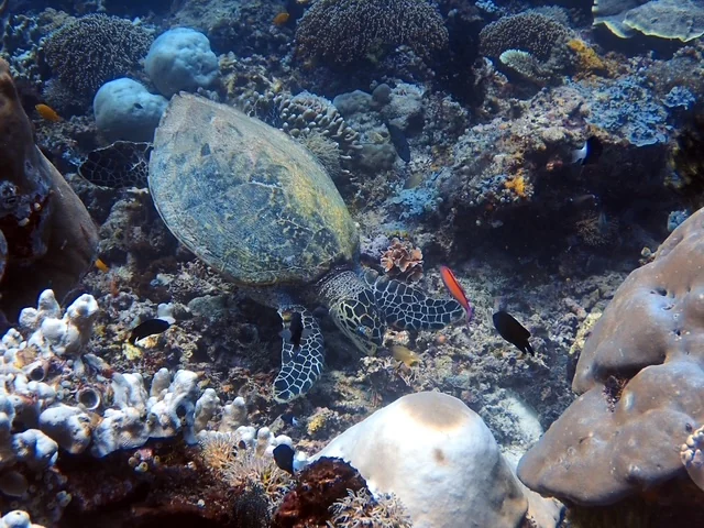 Raja Ampat underwater photography gallery image