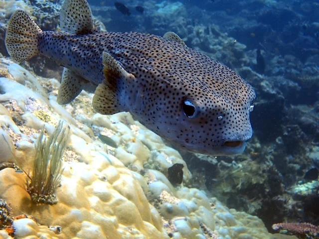 Raja Ampat underwater photography gallery image