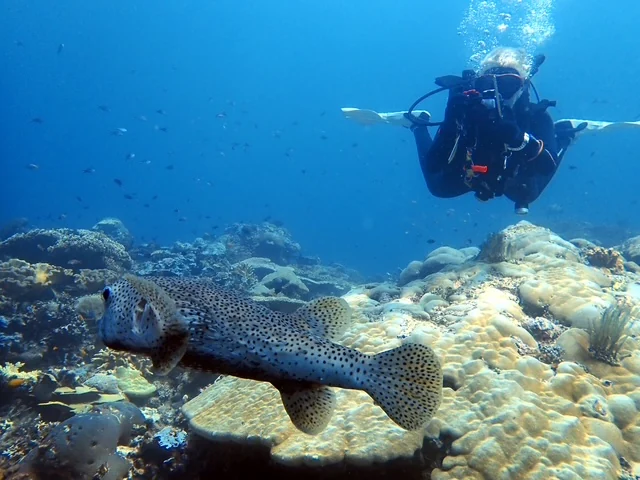 Raja Ampat underwater photography gallery image