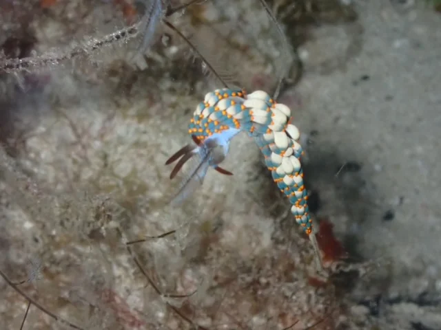 Raja Ampat underwater photography gallery image