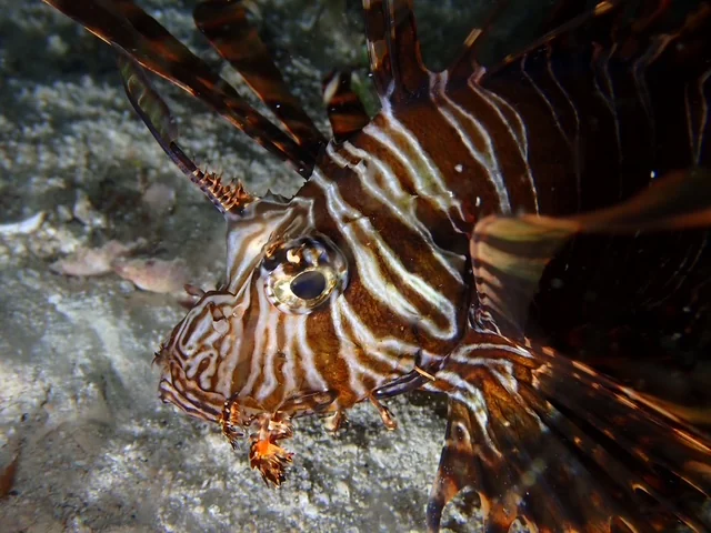 Raja Ampat underwater photography gallery image