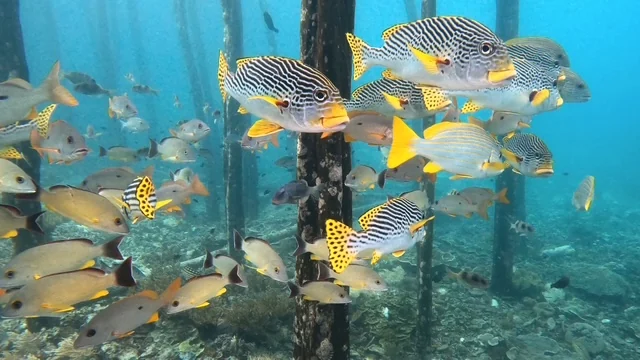 Raja Ampat underwater photography gallery image