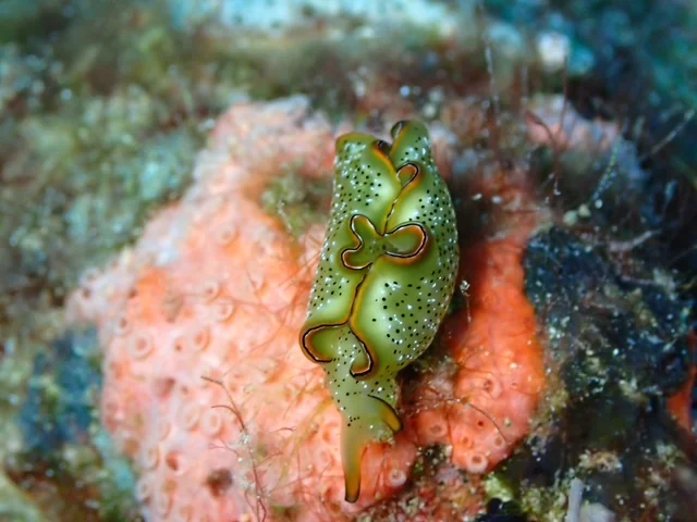 Raja Ampat underwater photography gallery image
