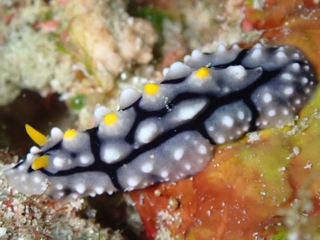 Raja Ampat underwater photography gallery image