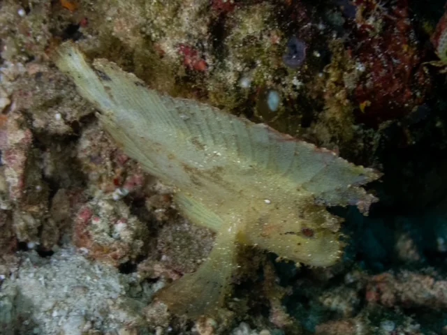 Raja Ampat underwater photography gallery image