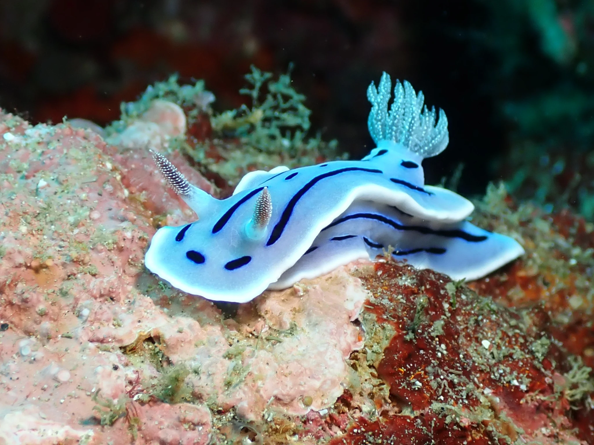 Dorid nudibranch showing a smoother body and visible gill plume