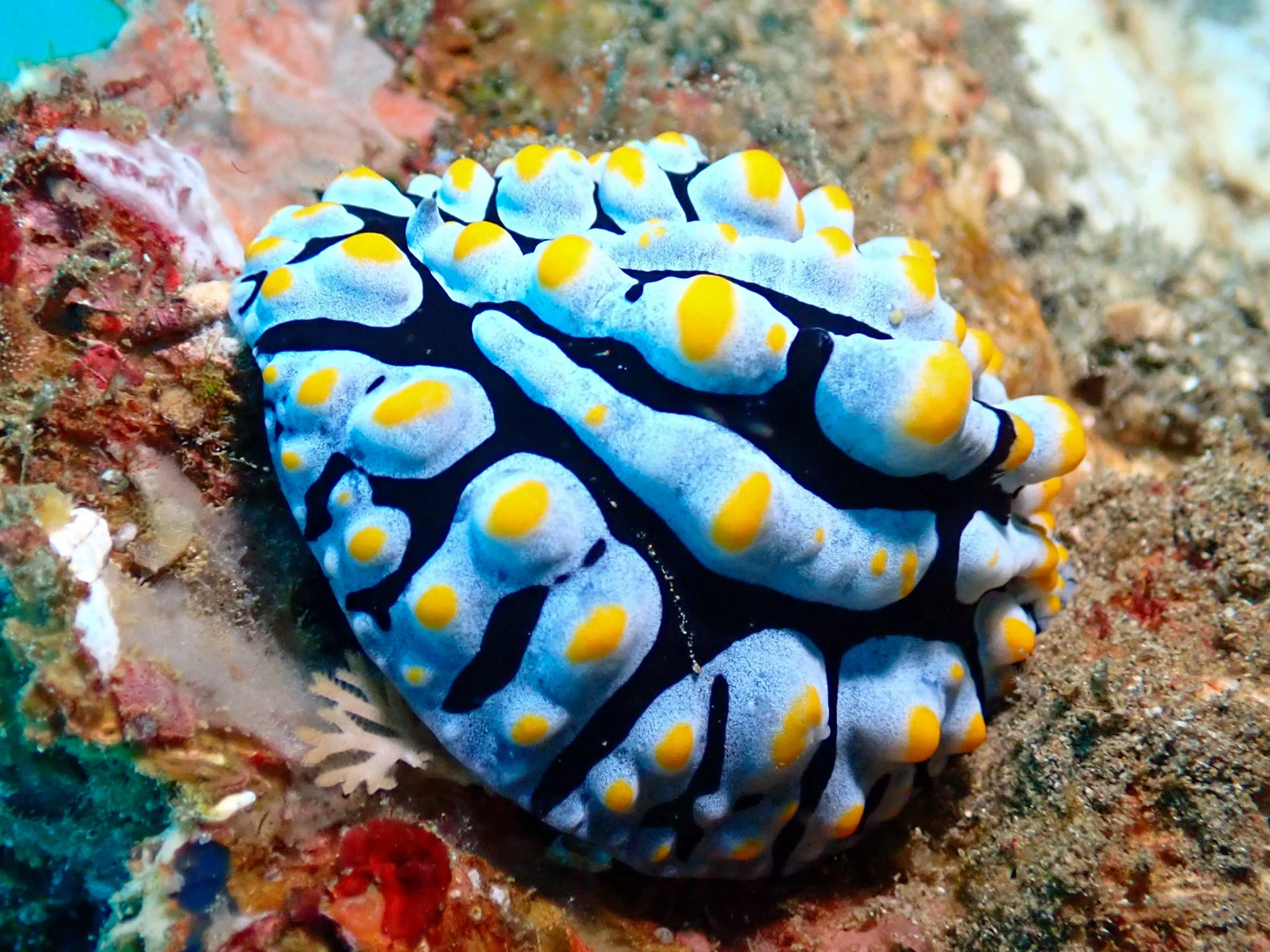 Colourful sea slug often photographed by macro divers