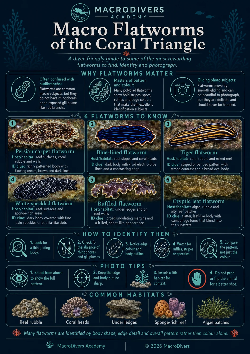 MacroDivers infographic showing macro flatworms of the Coral Triangle, including Persian carpet flatworm, blue-lined flatworm, tiger flatworm, white-speckled flatworm, ruffled flatworm and cryptic leaf flatworm.
