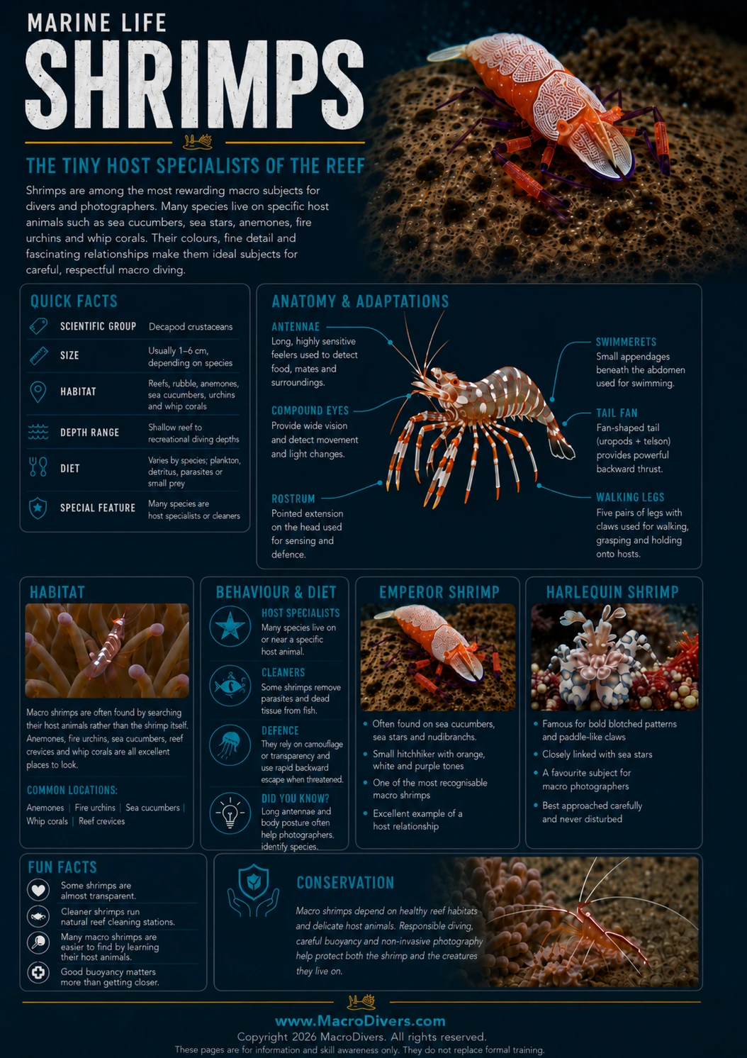 MacroDivers infographic showing macro shrimps of the Coral Triangle, including emperor shrimp, harlequin shrimp, Coleman shrimp, bumblebee shrimp, cleaner shrimp and whip coral shrimp.