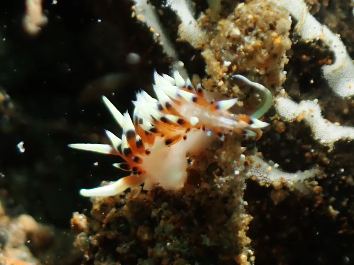 Caloria indica photographed in Anilao