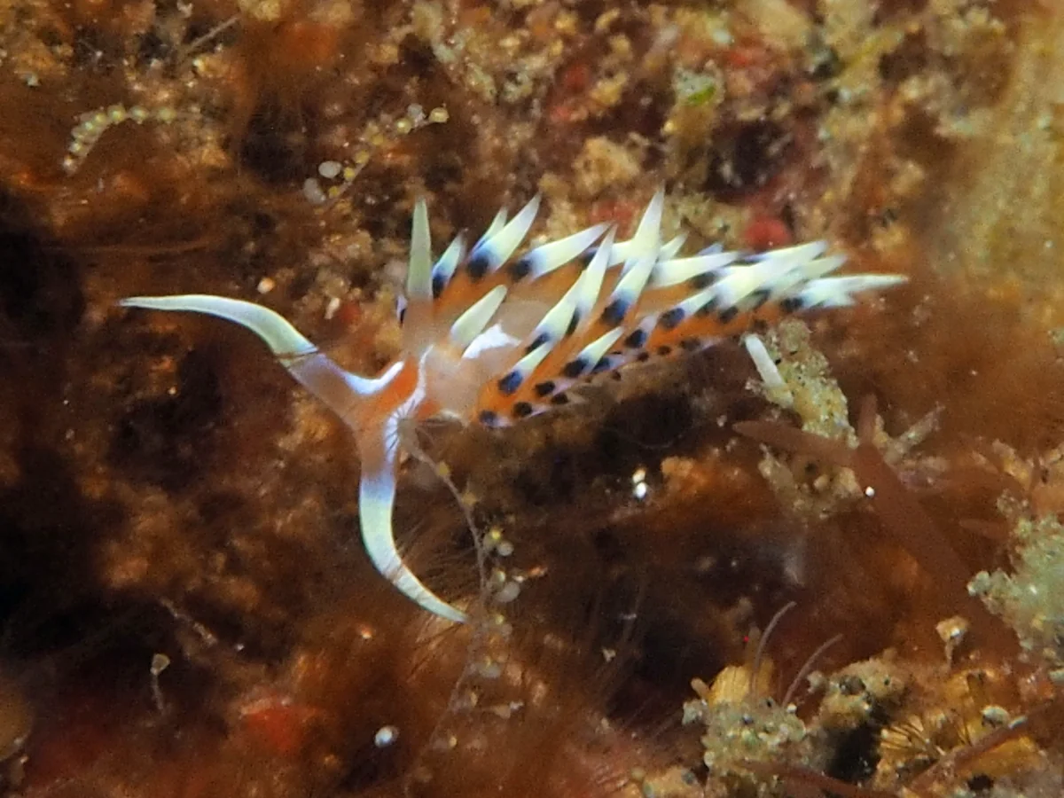 Caloria indica - Philippines - Anilao