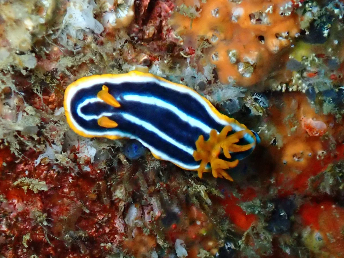 Chromodoris africana - Mosambique - Tofo