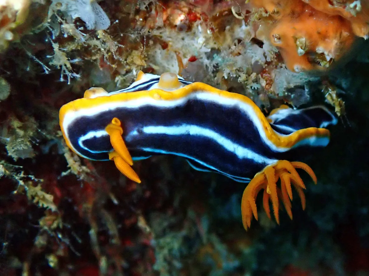 Chromodoris africana - Mosambique - Tofo