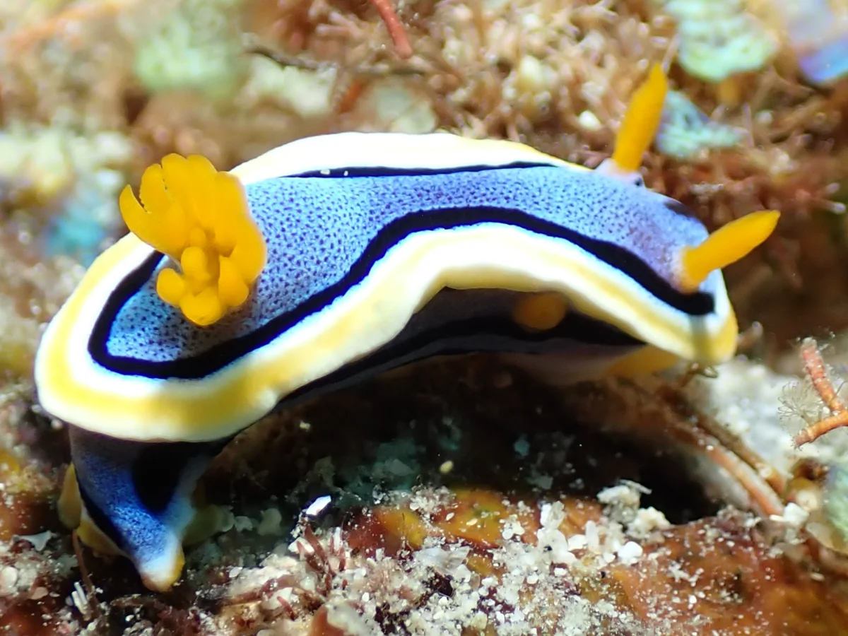 Chromodoris annae - Philippines - Anilao