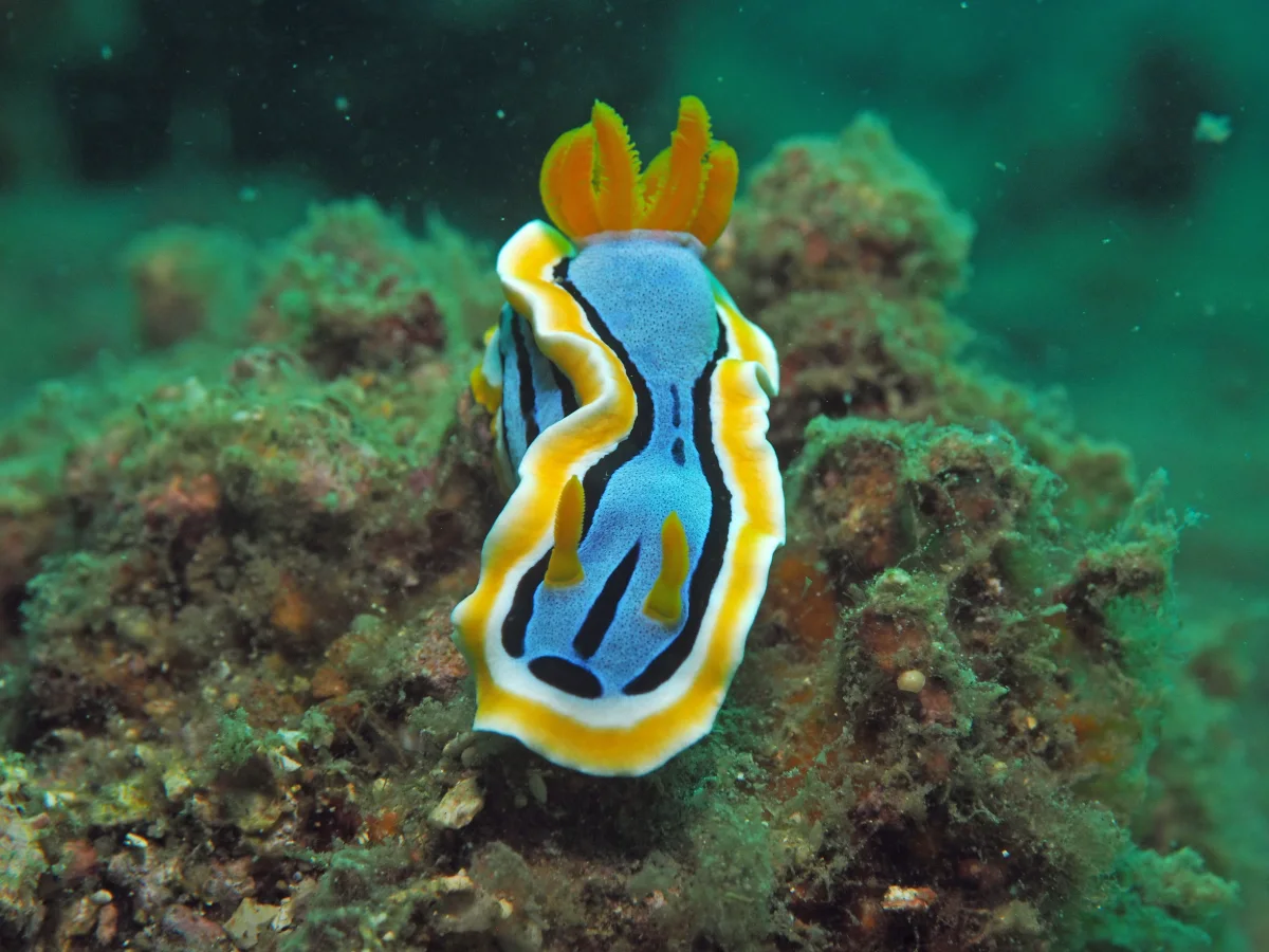 Chromodoris annae - Indonesia - Lembeh