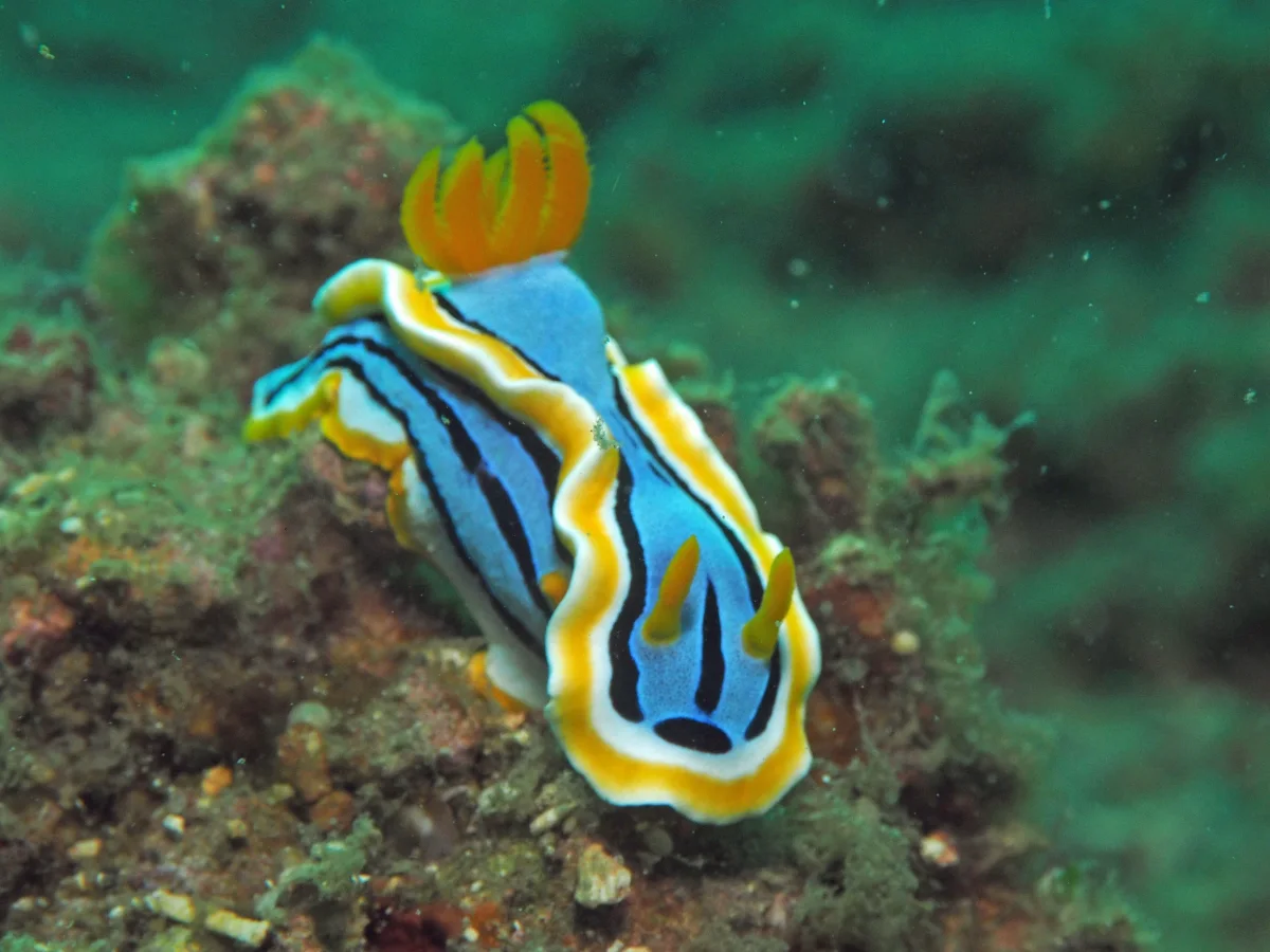 Chromodoris annae - Indonesia - Lembeh