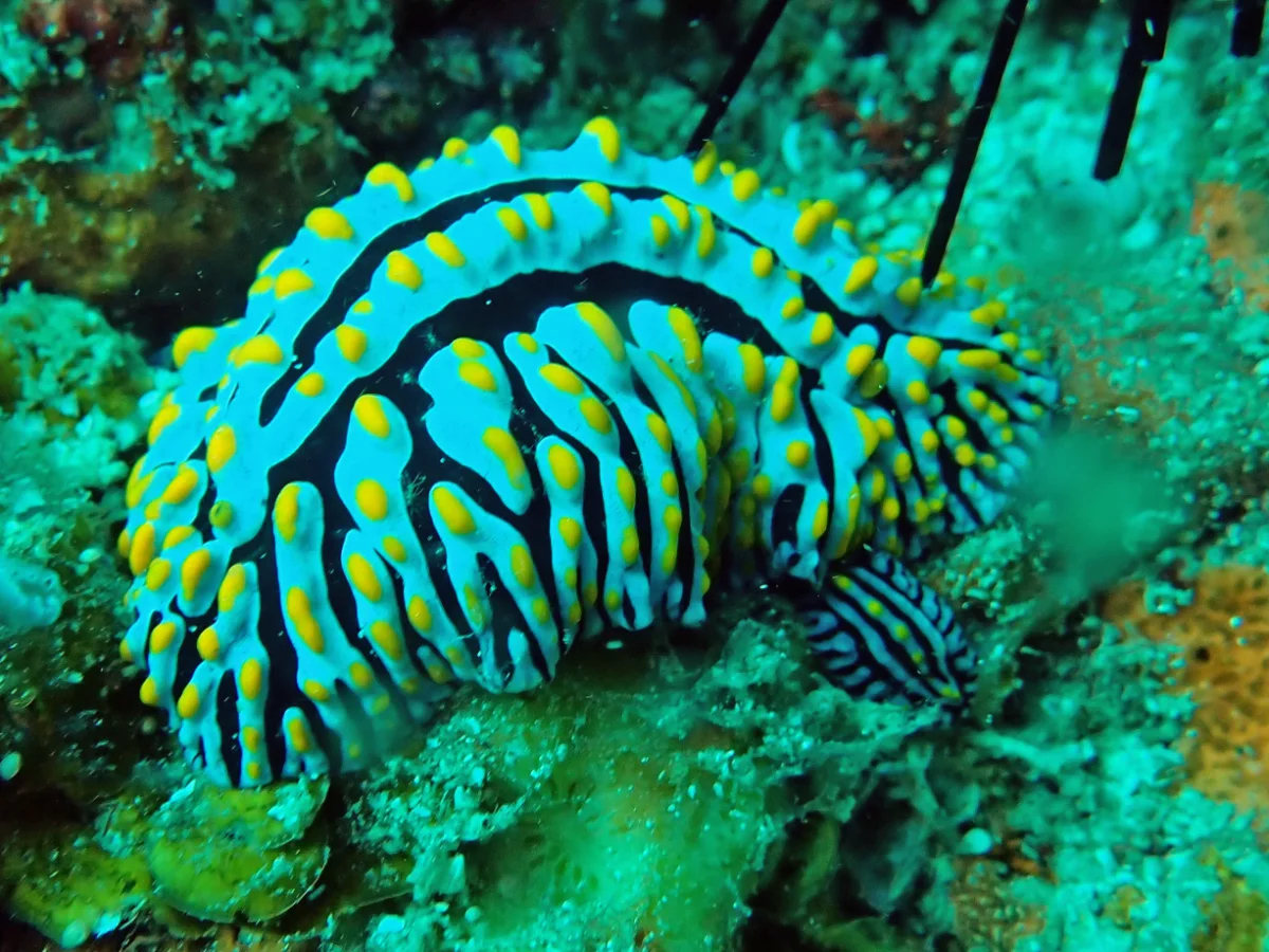Phyllidia varicosa - Mozambique - Inhambane