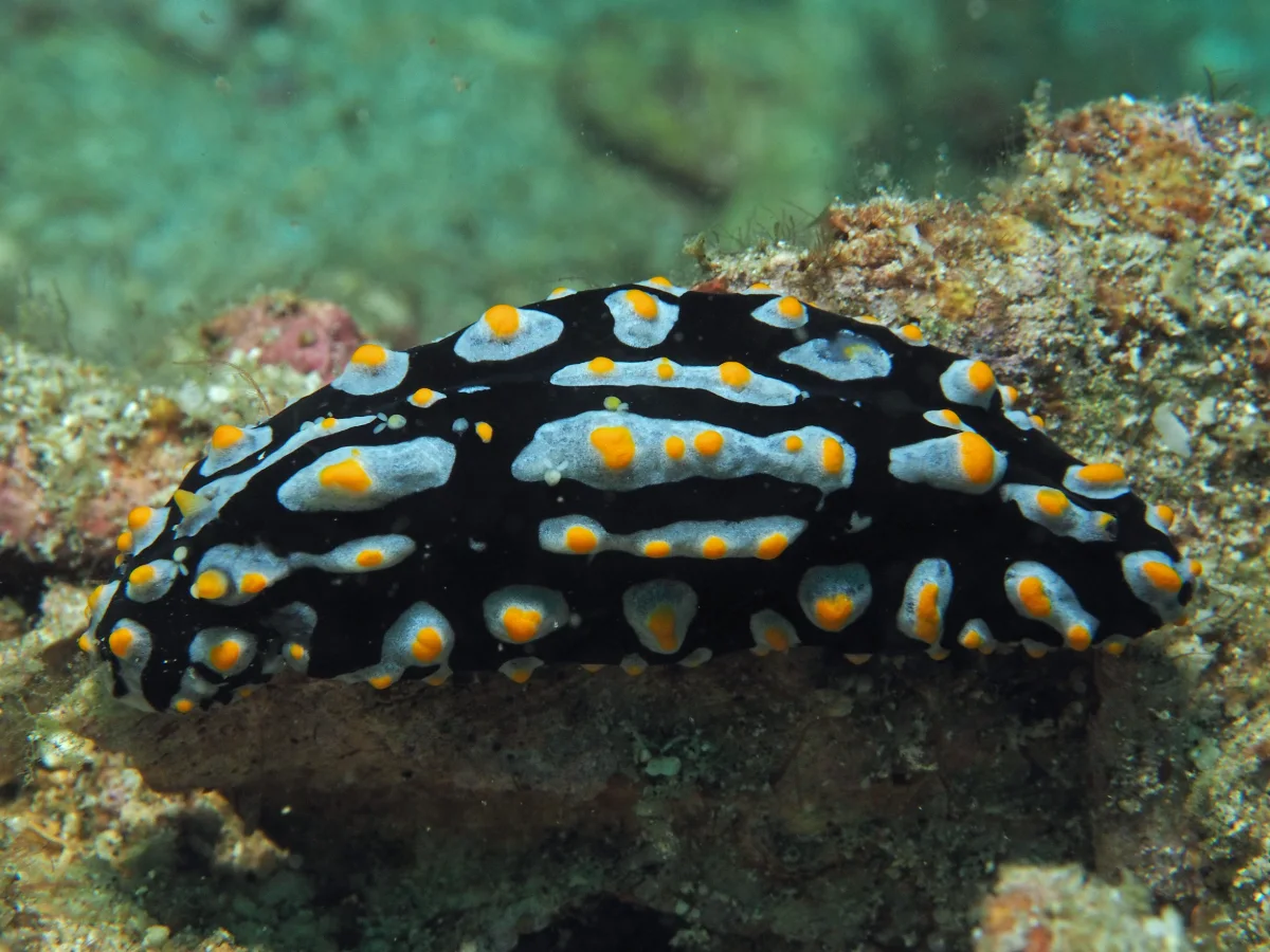 Phyllidia varicosa - Indonesia - Lembeh