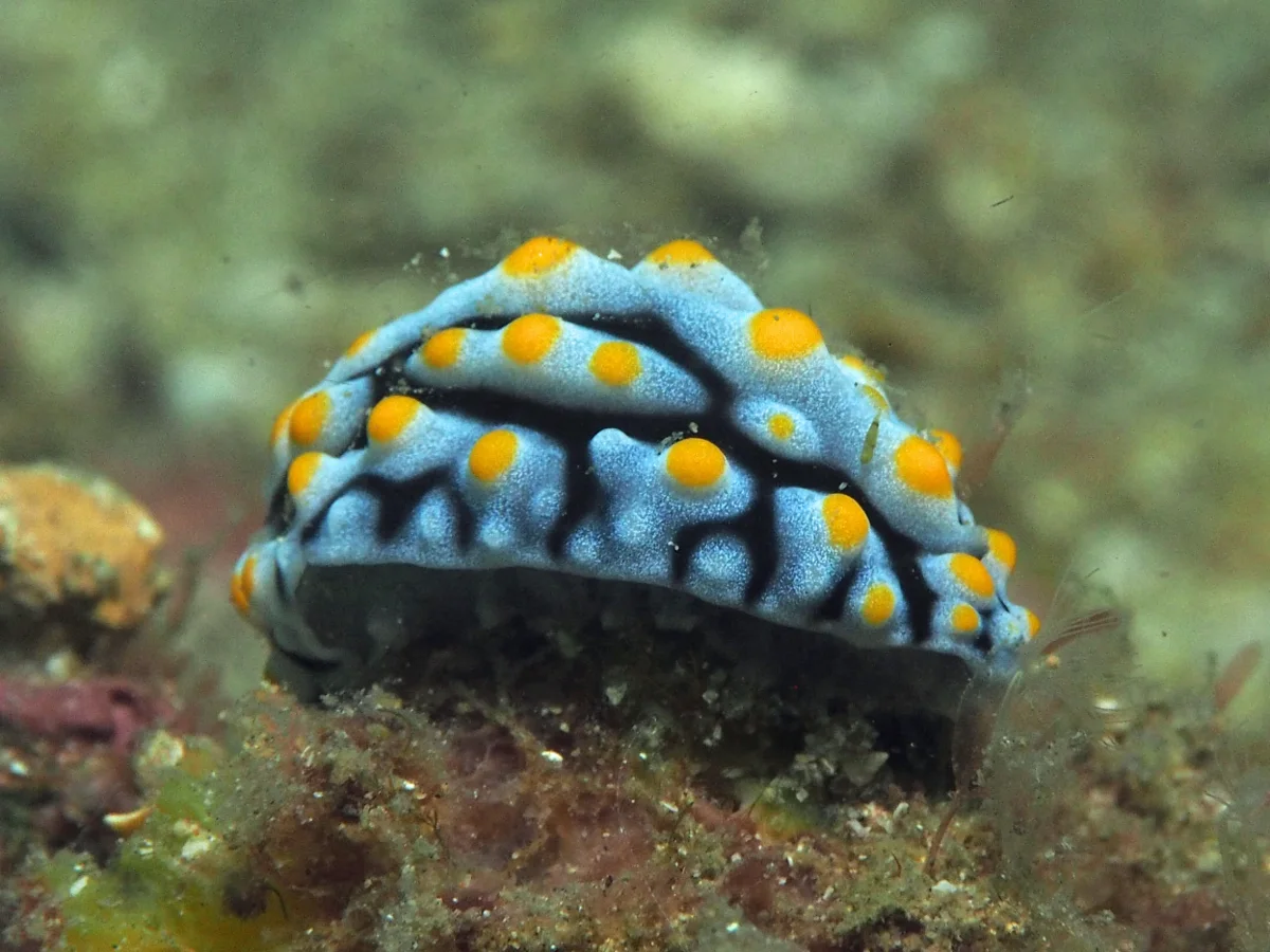 Phyllidia varicosa - Indonesia - Lembeh