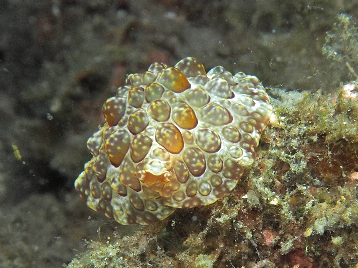Pleurobranchus forskalii - Indonesia - Lembeh