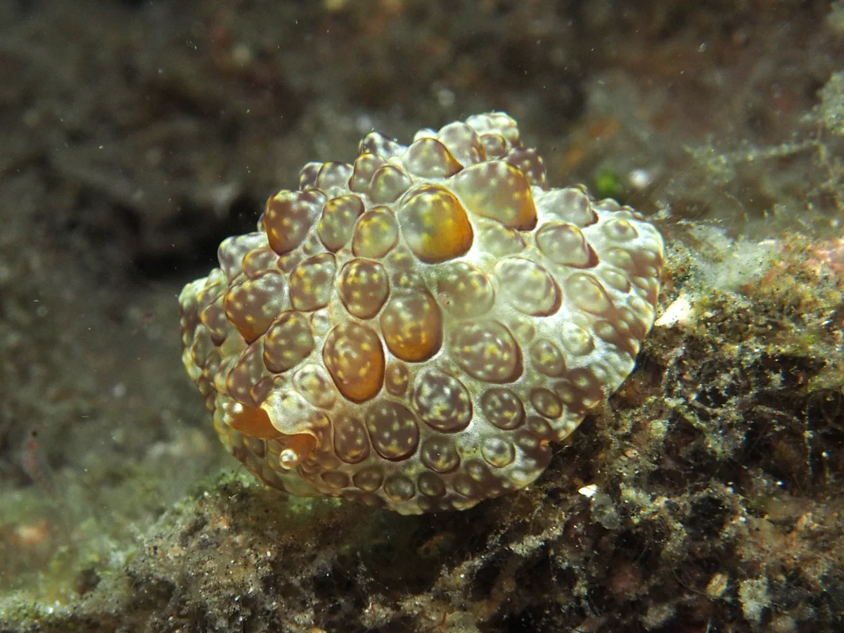 Pleurobranchus forskalii - Indonesia - Lembeh