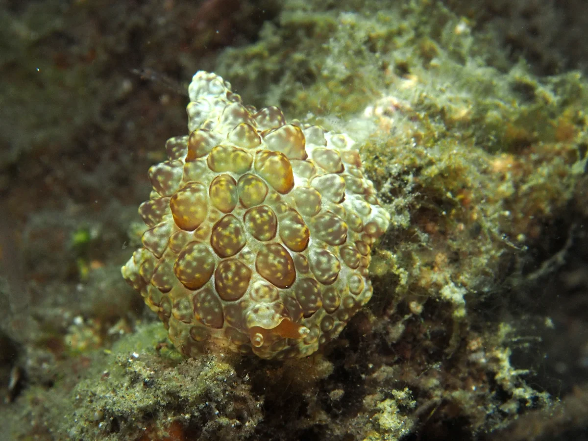 Pleurobranchus forskalii - Indonesia - Lembeh