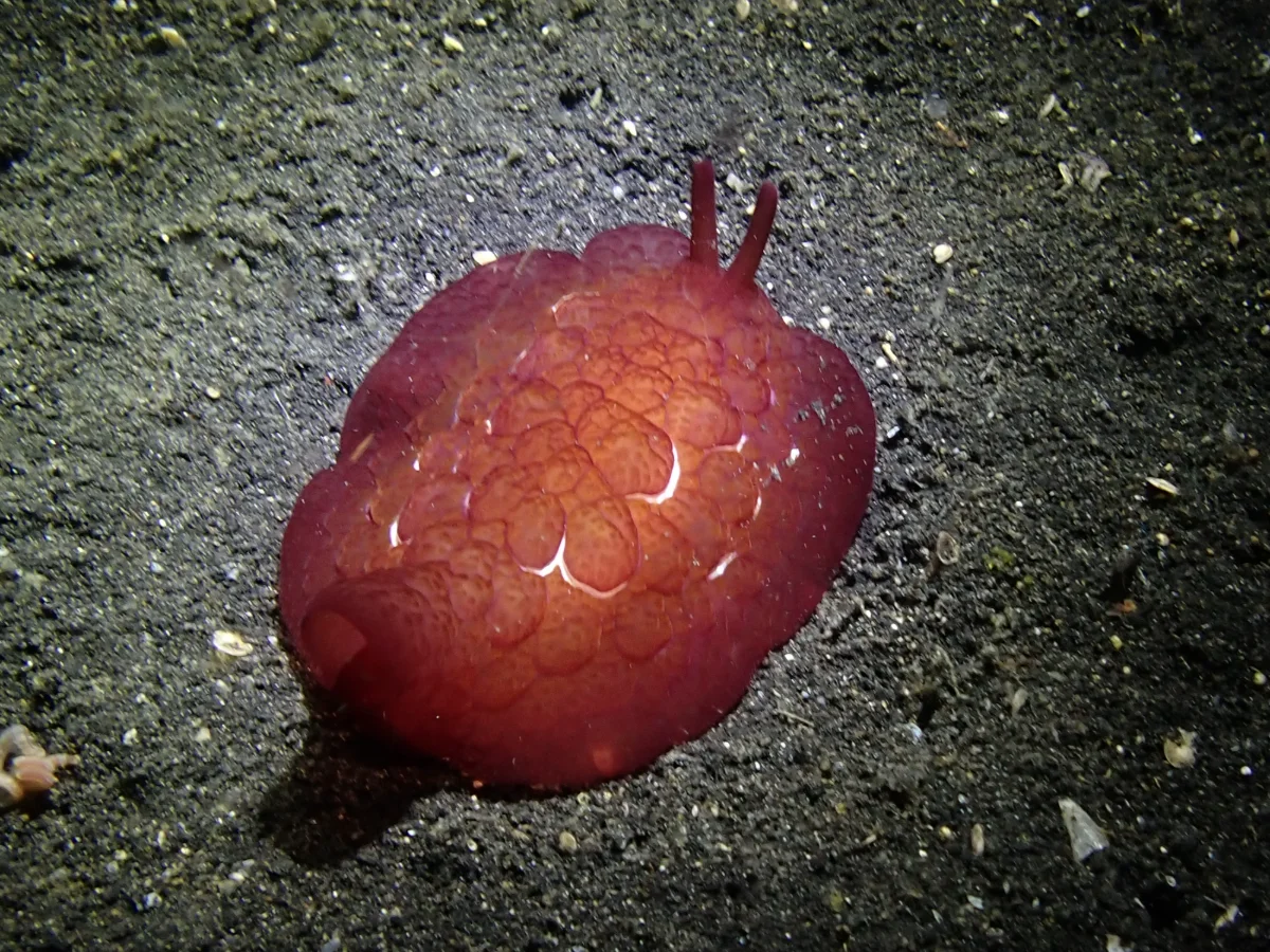 Pleurobranchus forskalii - Indonesia - Lembeh
