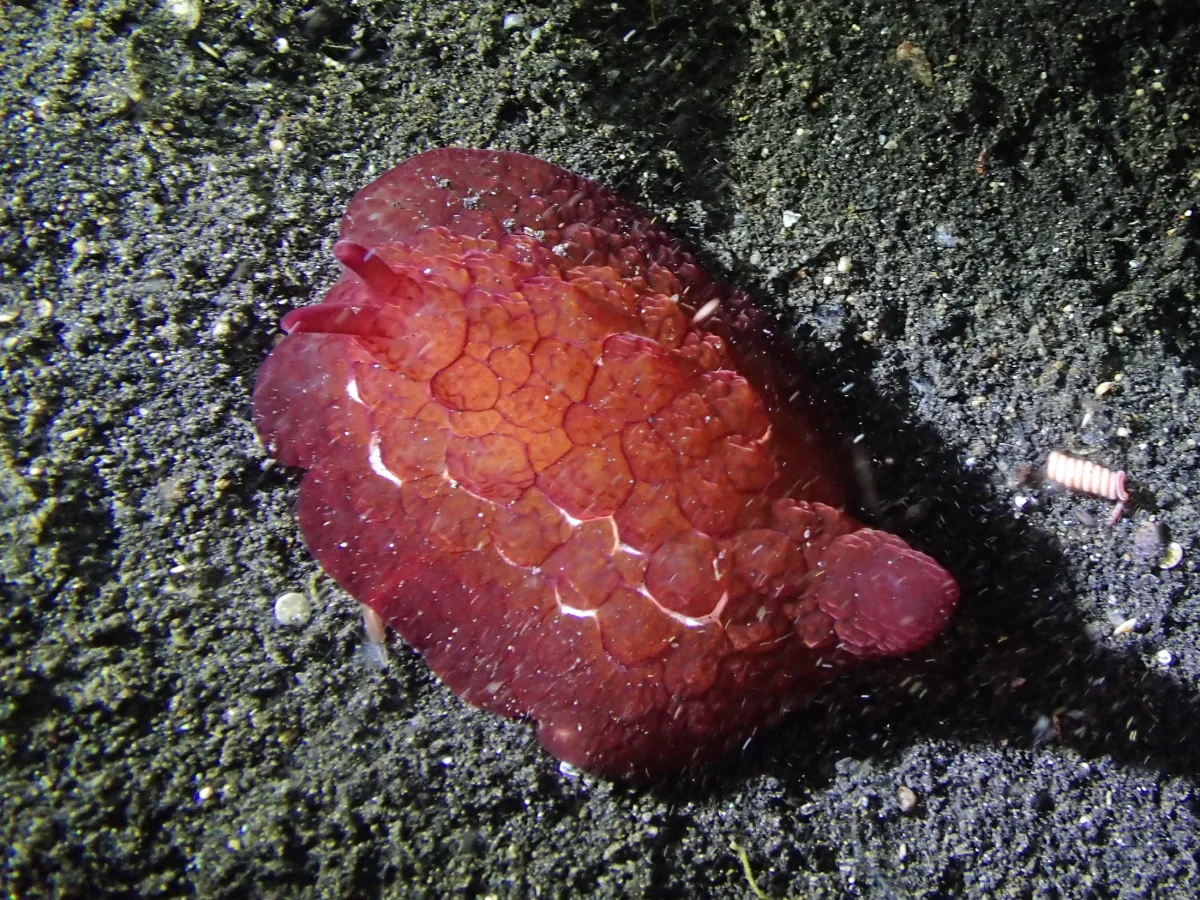 Pleurobranchus forskalii - Indonesia - Lembeh