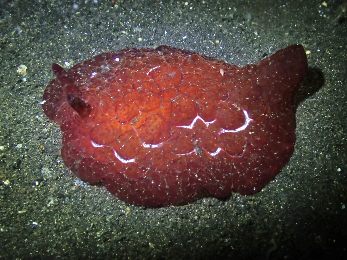 Pleurobranchus forskalii - Indonesia - Lembeh
