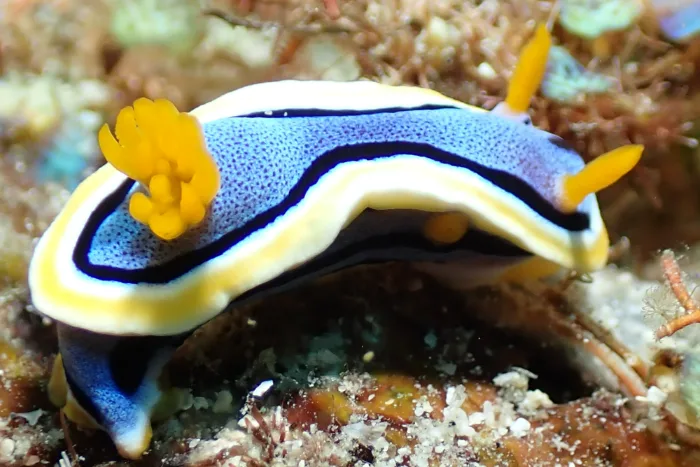Chromodoris annae