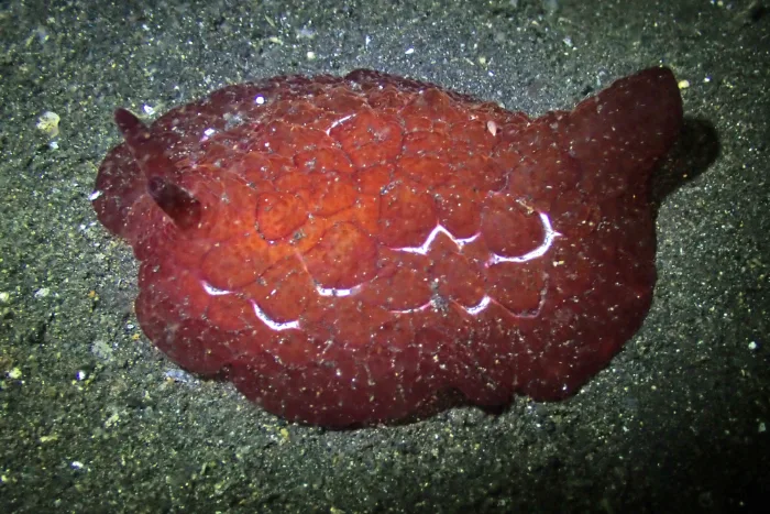 Pleurobranchus forskalii